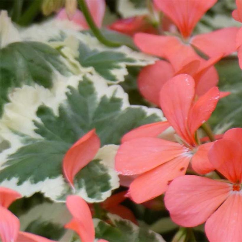 Vyöhykepelargoni Fantaisy Franck Headley (Lehvistö)