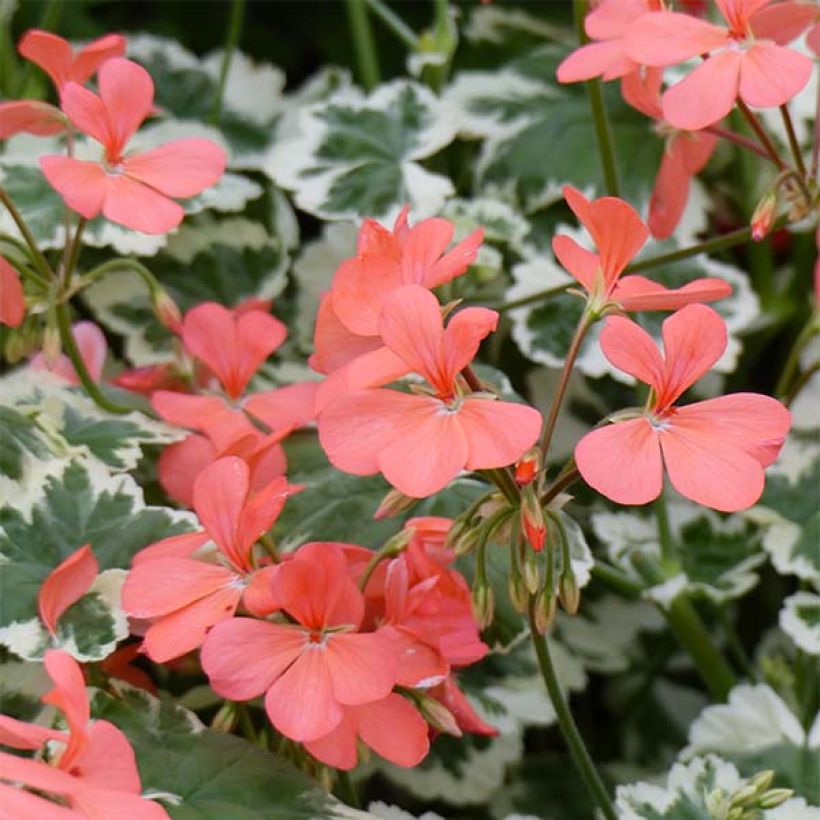 Vyöhykepelargoni Fantaisy Franck Headley (Kukinta)