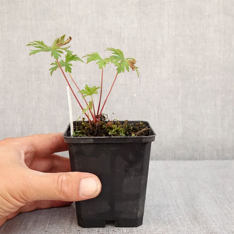 Esimerkki kesällä toimitetusta Kyläkurjenpolvi Else Lacey Godet de 8/9 cm-taimesta