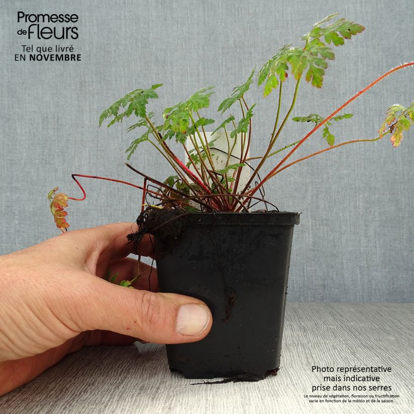 Esimerkki syksyllä toimitetusta Haisukurjenpolvi - Geranium robertianum 8/9 cm taimiruukku-taimesta