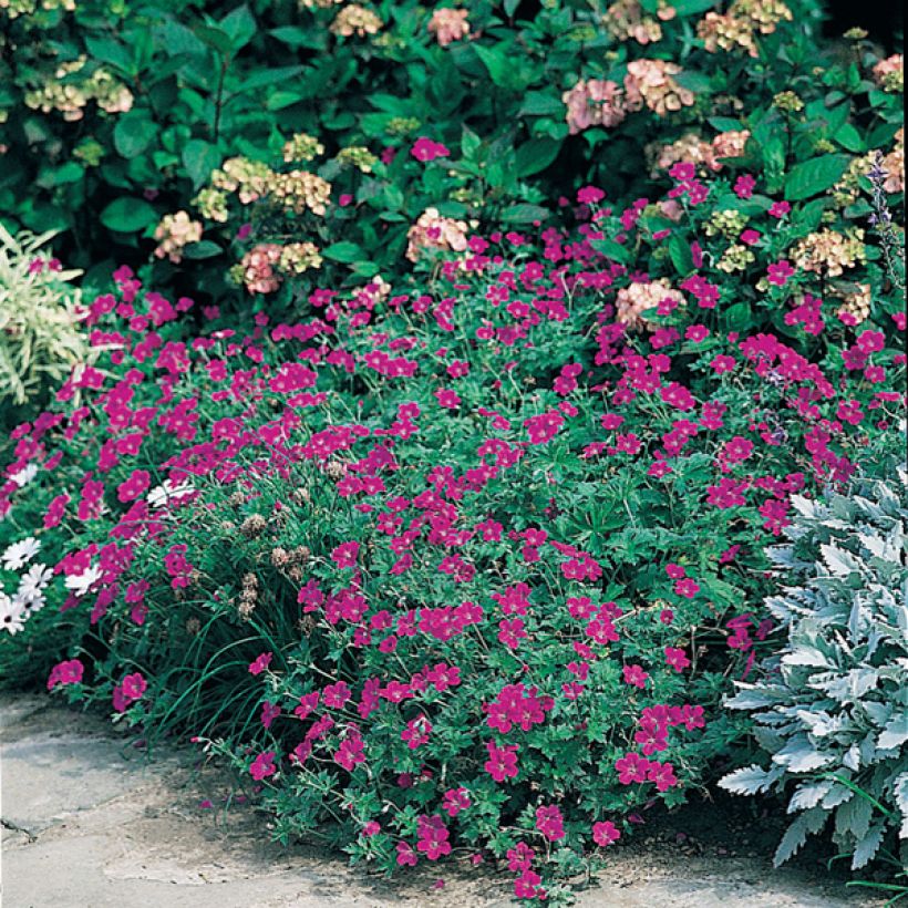 Verikurjenpolvi - Geranium sanguineum (Kasvutapa)