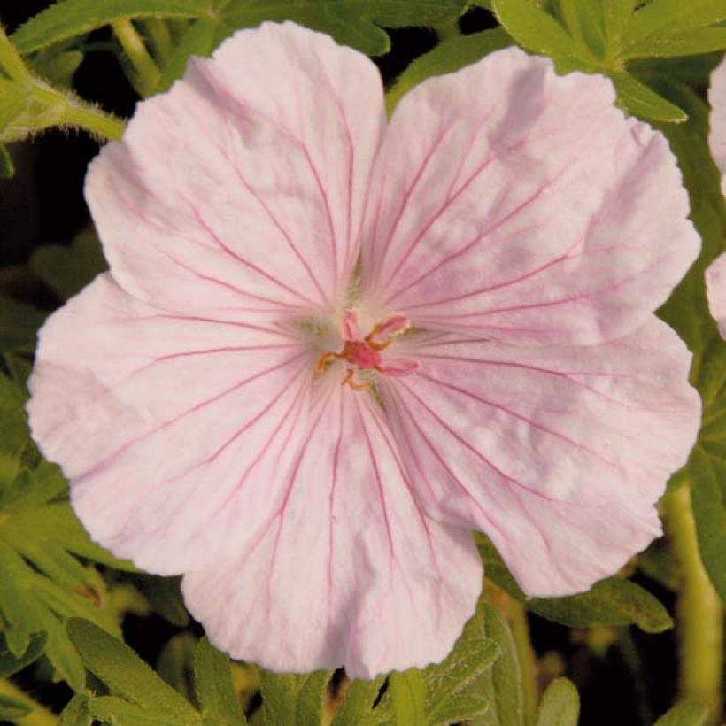 Verikurjenpolvi - Geranium sanguineum var. striatum (Kukinta)