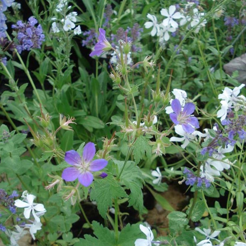 Metsäkurjenpolvi May Flower (Kasvutapa)