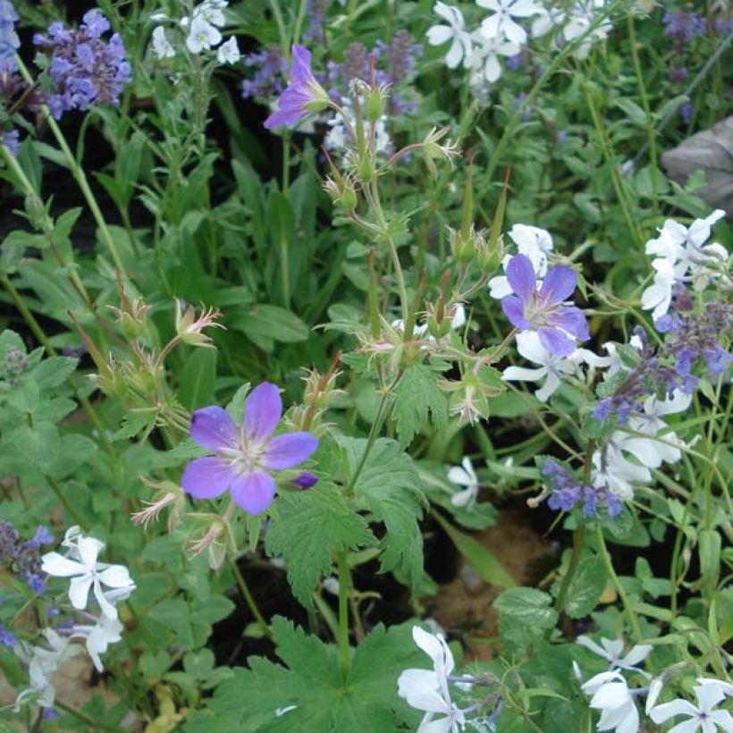 Metsäkurjenpolvi Ice Blue (Kasvutapa)