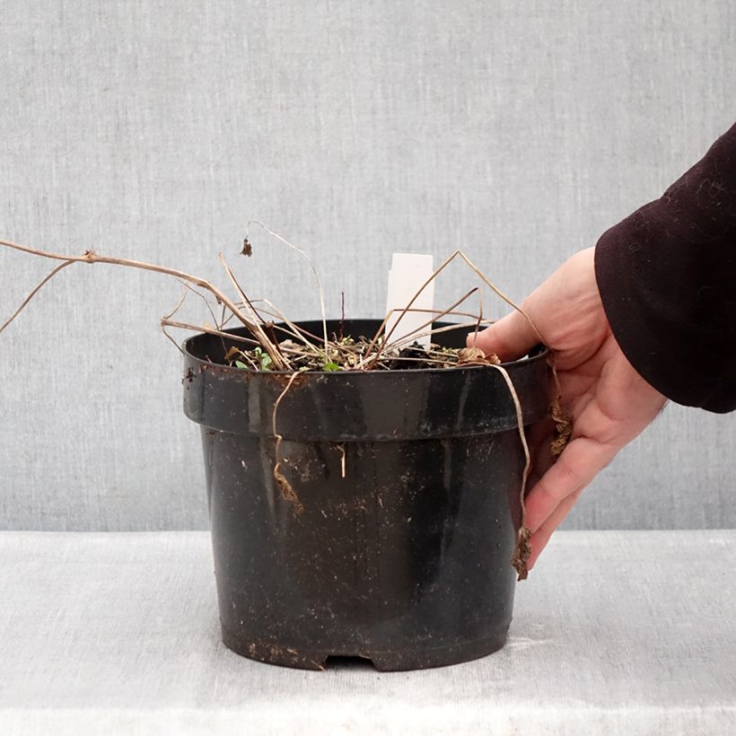 Esimerkki talvella toimitetusta Jalokurjenpolvi Ann Folkard Ruukku 2L / 3L-taimesta
