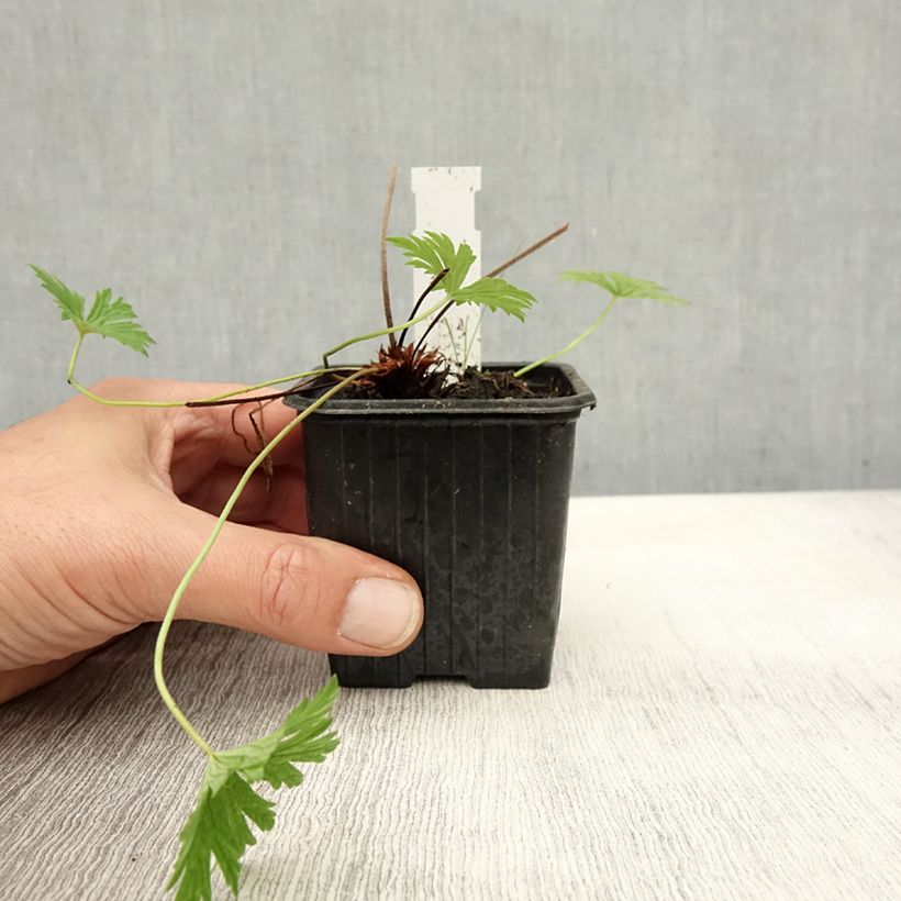 Esimerkki syksyllä toimitetusta Kurjenpolvi Blue Cloud 8/9 cm taimiruukku-taimesta