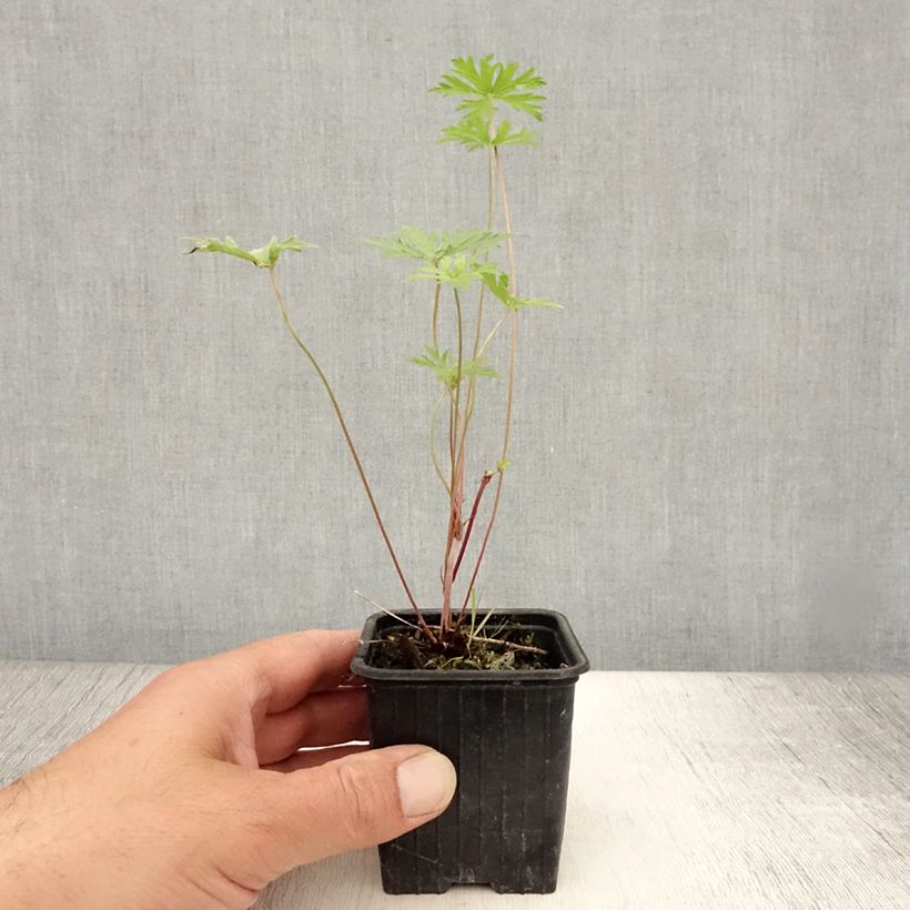 Esimerkki kesällä toimitetusta Kurjenpolvi Blue Cloud Taimiruukku 8/9 cm-taimesta
