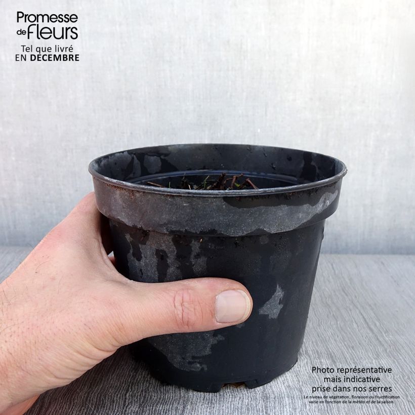 Esimerkki syksyllä toimitetusta Géranium vivace Blushing Turtle Pot de 2L/3L-taimesta