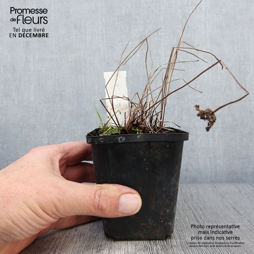 Esimerkki syksyllä toimitetusta Jalokurjenpolvi Brookside 8/9 cm taimiruukku-taimesta