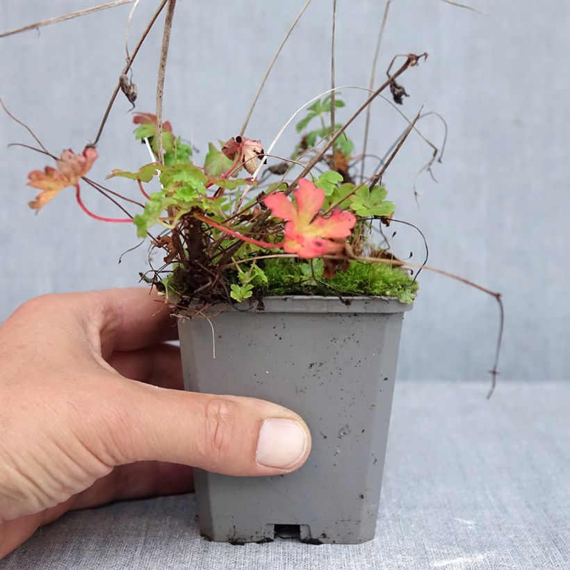 Esimerkki syksyllä toimitetusta Peittokurjenpolvi Cambridge 8/9 cm taimiruukku-taimesta