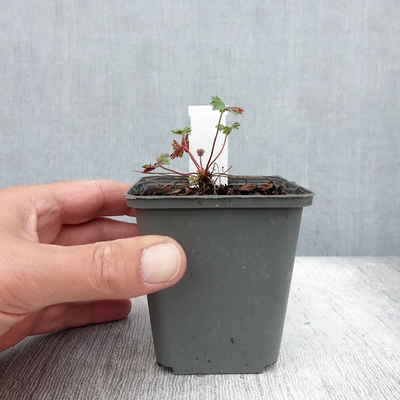 Esimerkki kesällä toimitetusta Harmaakurjenpolvi Jolly Jewel Hot Pink Godet de 8/9 cm-taimesta
