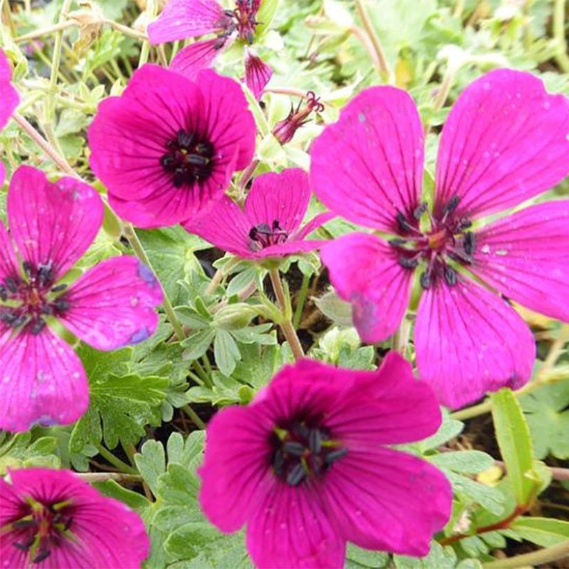 Harmaakurjenpolvi Jolly Jewel Red Improved (Kukinta)