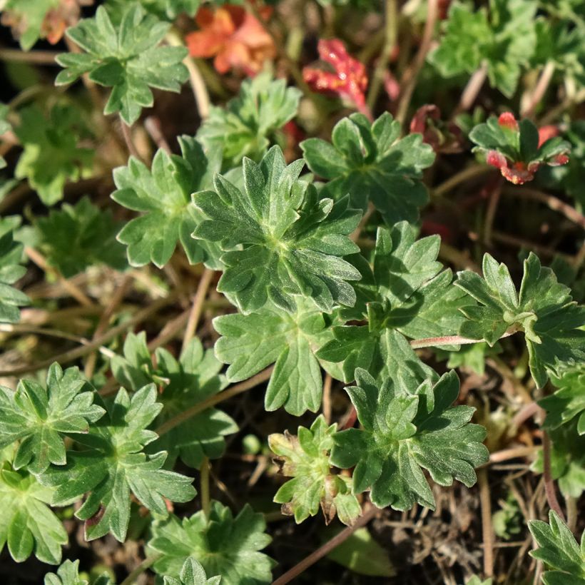 Harmaakurjenpolvi Giuseppii (Lehvistö)