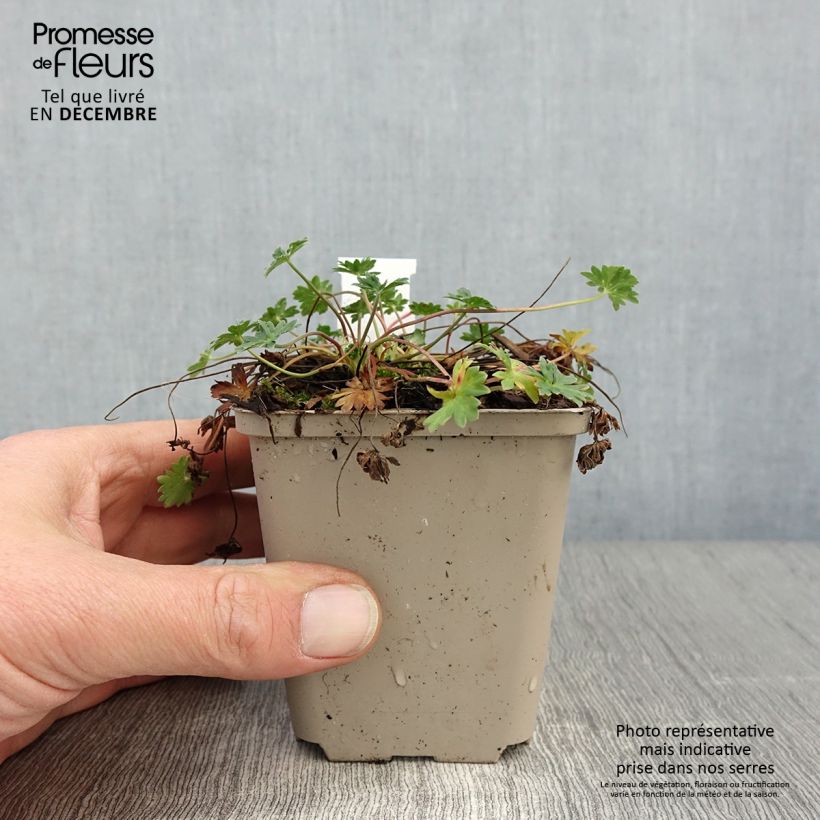 Esimerkki syksyllä toimitetusta Harmaakurjenpolvi - Geranium cinereum v. subcaulescens 8/9 cm taimiruukku-taimesta