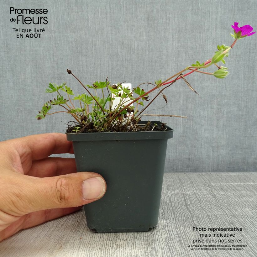 Esimerkki kesällä toimitetusta Harmaakurjenpolvi - Geranium cinereum v. subcaulescens Godet de 8/9 cm-taimesta