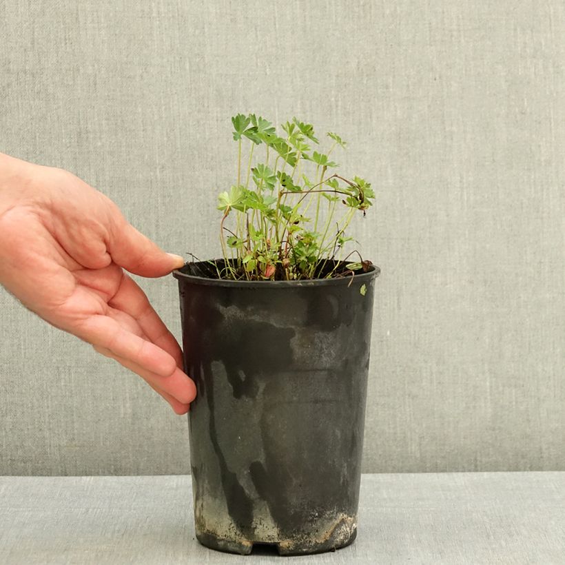 Esimerkki kesällä toimitetusta Harmaakurjenpolvi - Geranium cinereum v. subcaulescens 2 litran/3 litran ruukku-taimesta