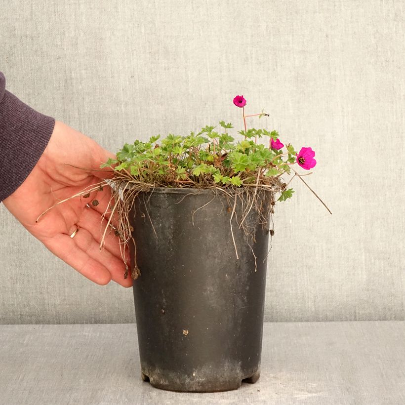Esimerkki keväällä toimitetusta Harmaakurjenpolvi - Geranium cinereum v. subcaulescens Pot de 2L/3L-taimesta