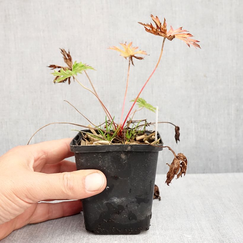 Esimerkki syksyllä toimitetusta Kasmirinkurjenpolvi Kashmir Blue 8/9 cm taimiruukku-taimesta