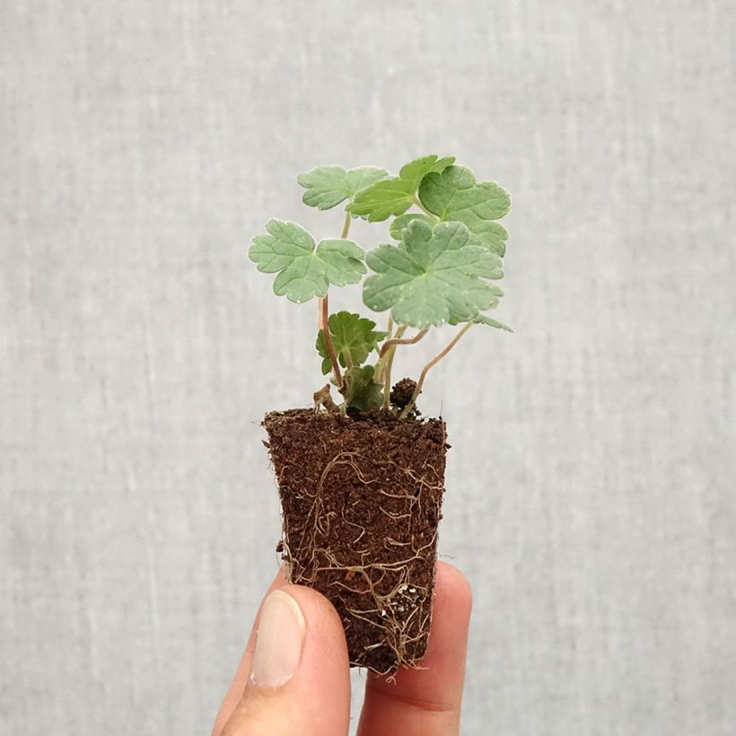 Esimerkki syksyllä toimitetusta Kurjenpolvi Coombland White Minipaakku Ø 3/4 cm-taimesta