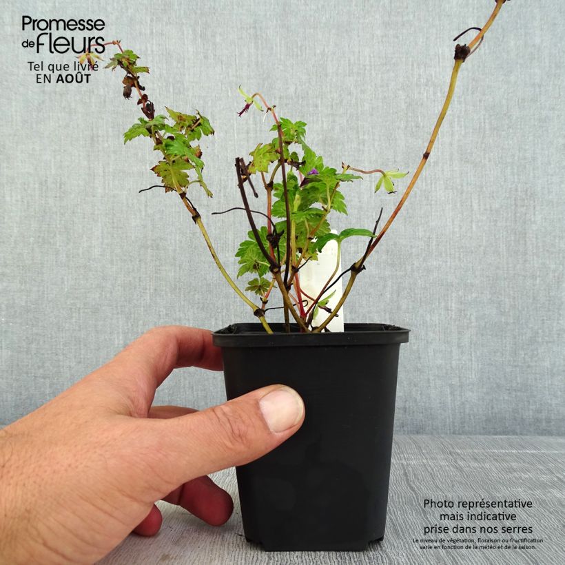 Esimerkki kesällä toimitetusta Jalokurjenpolvi Censation Daily Purple Godet de 8/9 cm-taimesta
