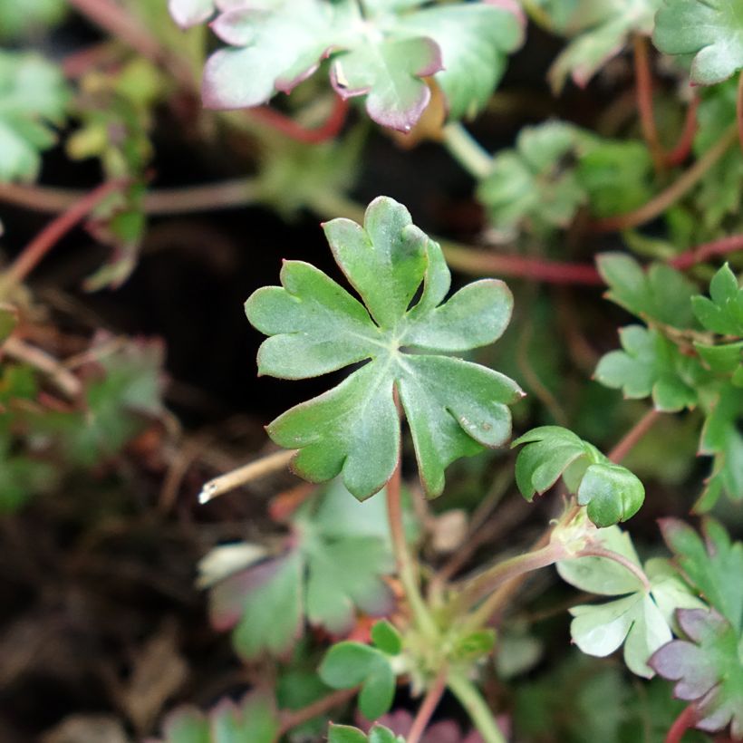 Dalmatiankurjenpolvi - Geranium dalmaticum (Lehvistö)