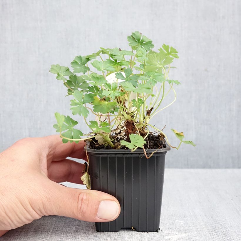 Esimerkki syksyllä toimitetusta Dalmatiankurjenpolvi - Geranium dalmaticum 8/9 cm taimiruukku-taimesta