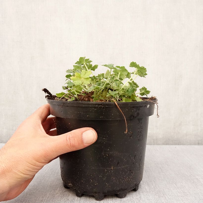 Esimerkki keväällä toimitetusta Géranium vivace Dreamland Pot de 2L/3L-taimesta
