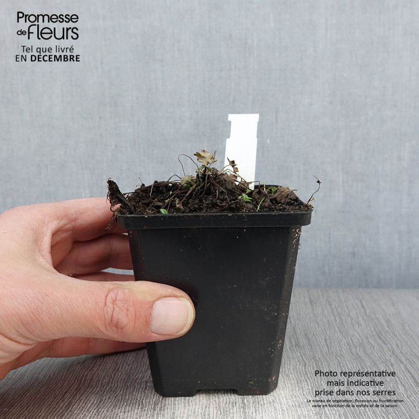 Esimerkki syksyllä toimitetusta Rusokurjenpolvi Dusky Crug 8/9 cm taimiruukku-taimesta