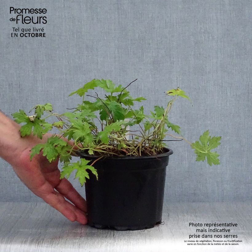 Esimerkki syksyllä toimitetusta Espanjankurjenpolvi - Geranium endressii 2 litran/3 litran ruukku-taimesta