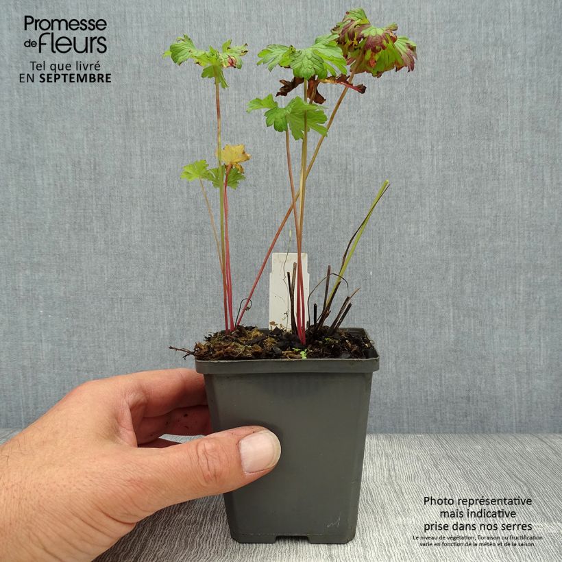 Esimerkki syksyllä toimitetusta Idänkurjenpolvi - Geranium himalayense 8/9 cm taimiruukku-taimesta