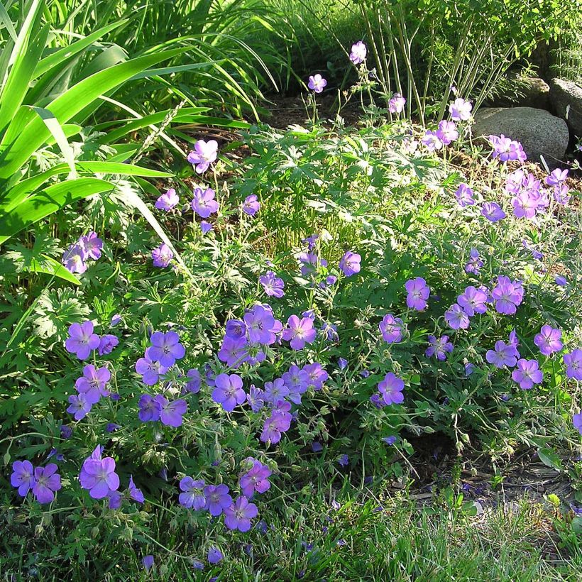 Jalokurjenpolvi Johnson's blue (Kukinta)