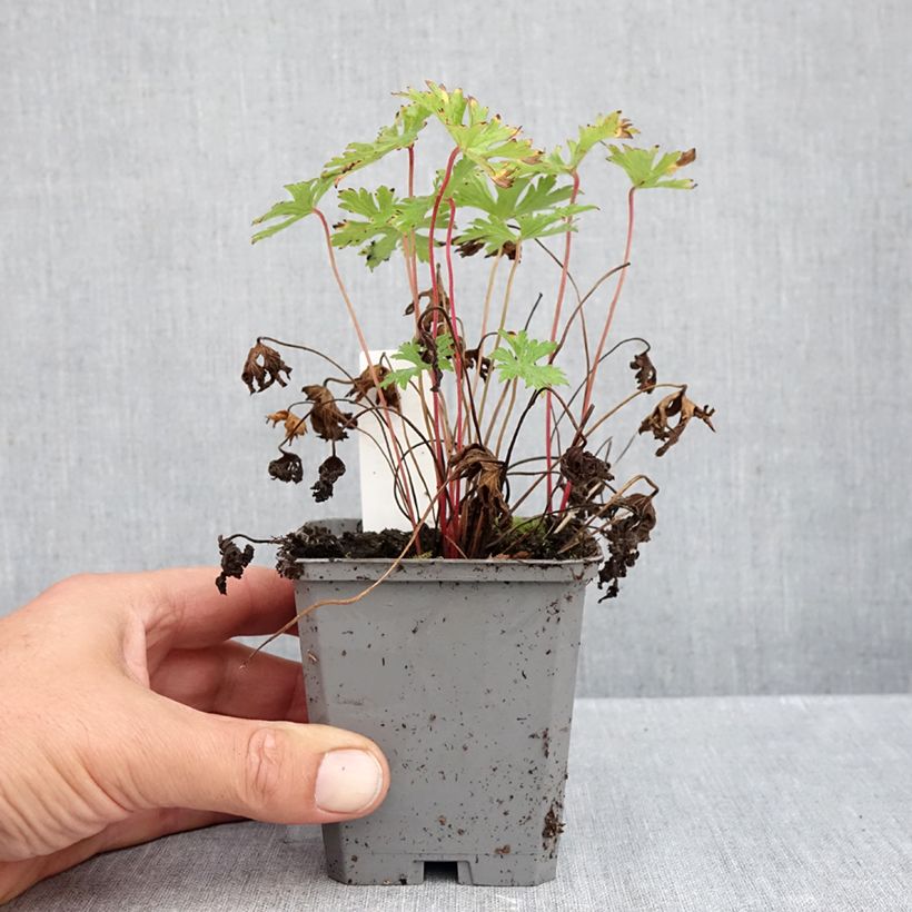 Esimerkki syksyllä toimitetusta Jalokurjenpolvi Johnson's blue 8/9 cm taimiruukku-taimesta