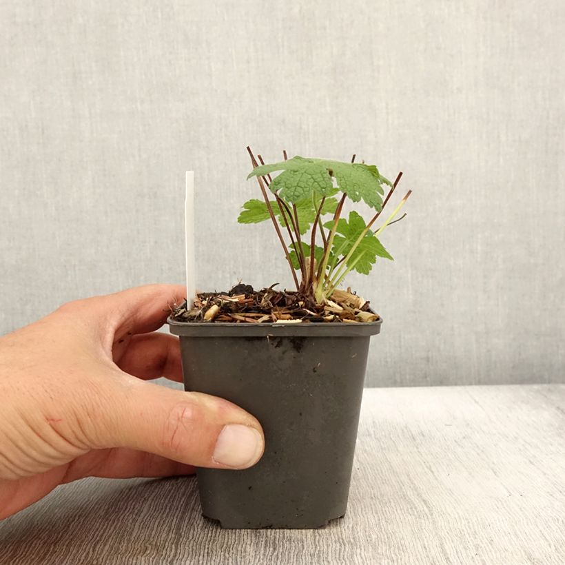 Esimerkki syksyllä toimitetusta Kurjenpolvi Karen Wouters 8/9 cm taimiruukku-taimesta