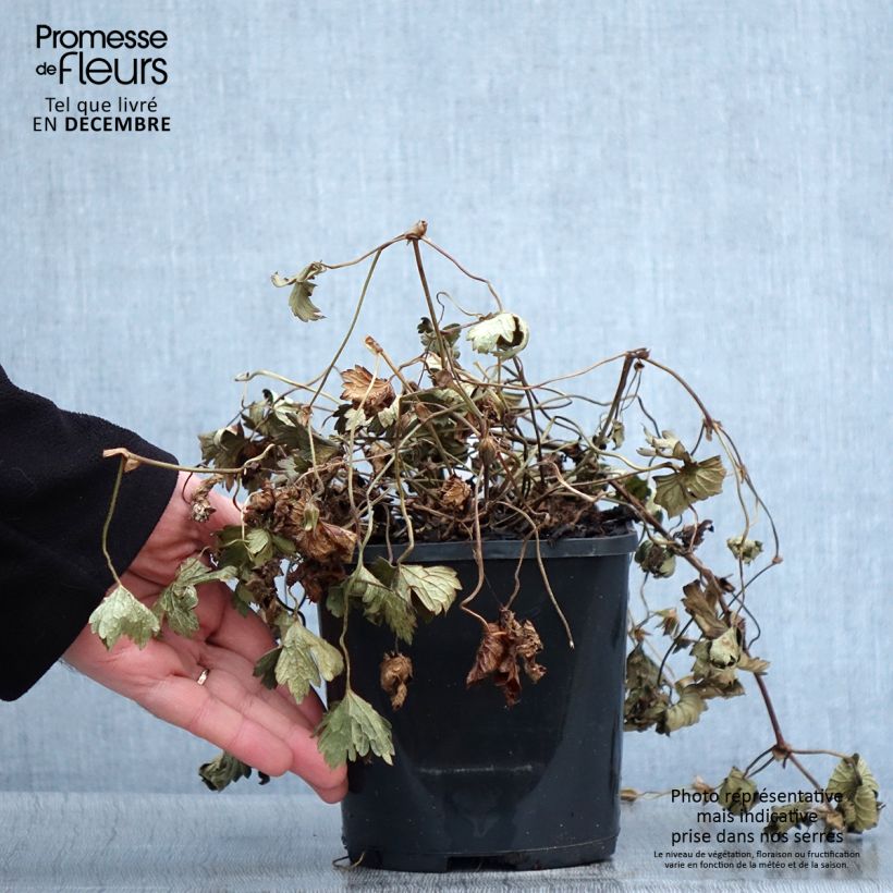 Esimerkki syksyllä toimitetusta Géranium vivace Kelly-Anne Pot de 1L/1,5L-taimesta