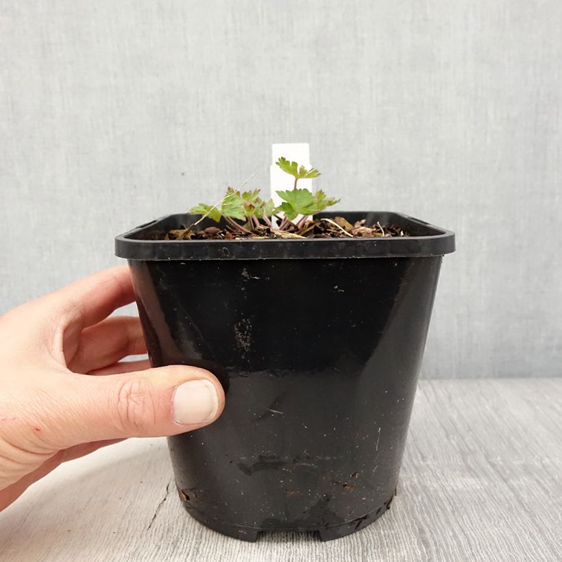 Esimerkki keväällä toimitetusta Himalajankurjenpolvi Kelly-Anne Pot de 1L/1,5L-taimesta