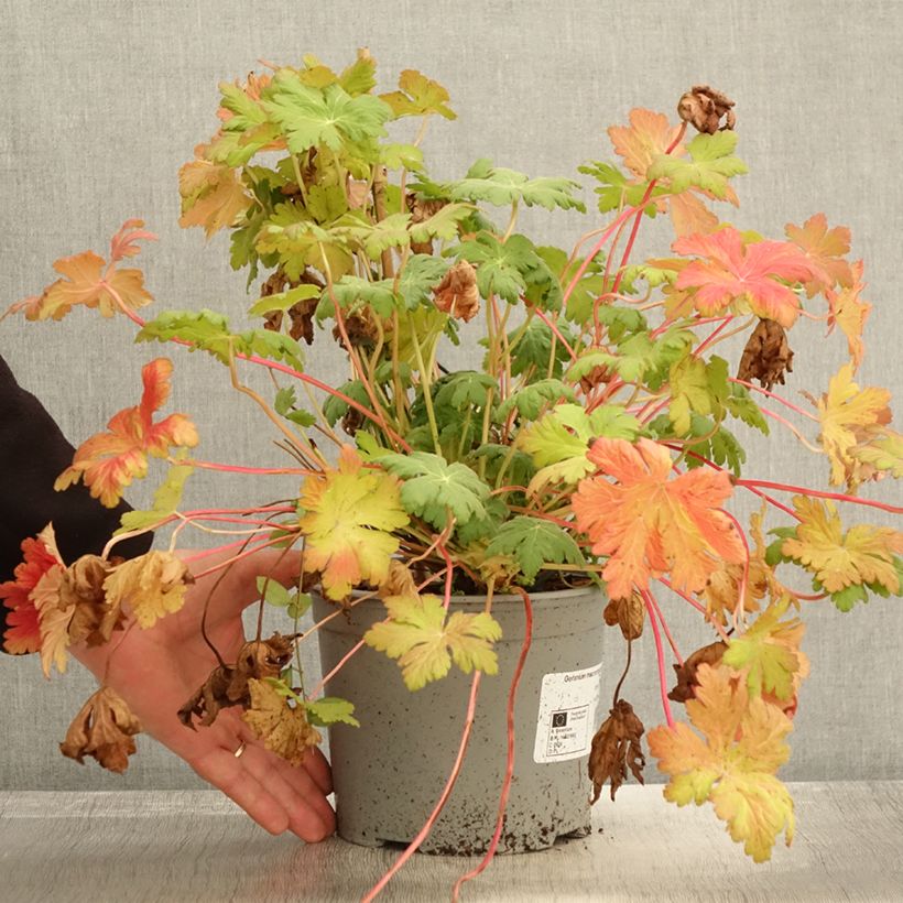 Esimerkki syksyllä toimitetusta Géranium vivace macrorrhizum Czakor Pot de 3L/4L-taimesta