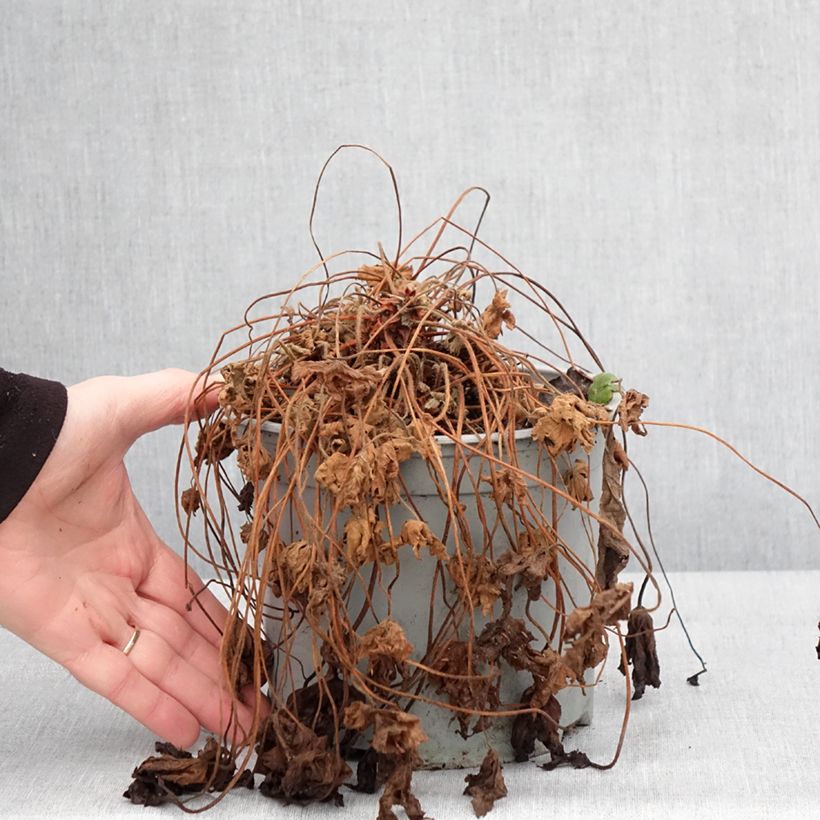 Esimerkki talvella toimitetusta Tuoksukurjenpolvi Czakor Pot de 3L/4L-taimesta