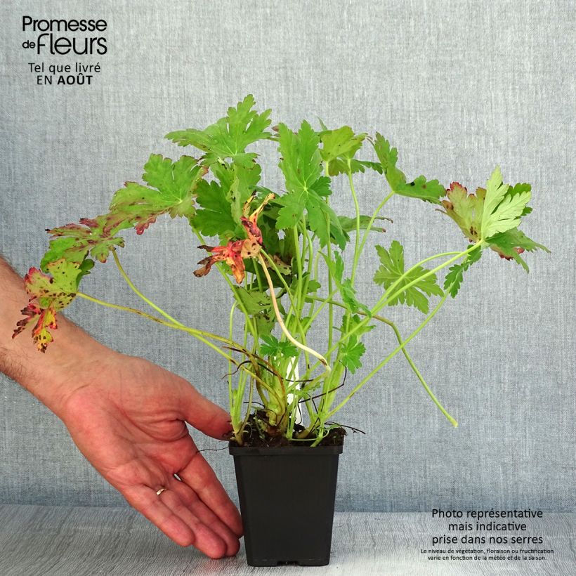 Esimerkki kesällä toimitetusta Tuoksukurjenpolvi Ingwersen's Variety Godet de 8/9 cm-taimesta