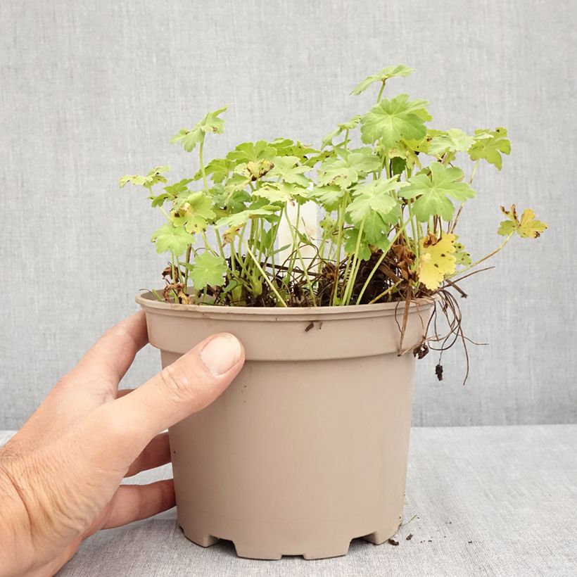 Esimerkki kesällä toimitetusta Tuoksukurjenpolvi White Ness Pot de 2L/3L-taimesta