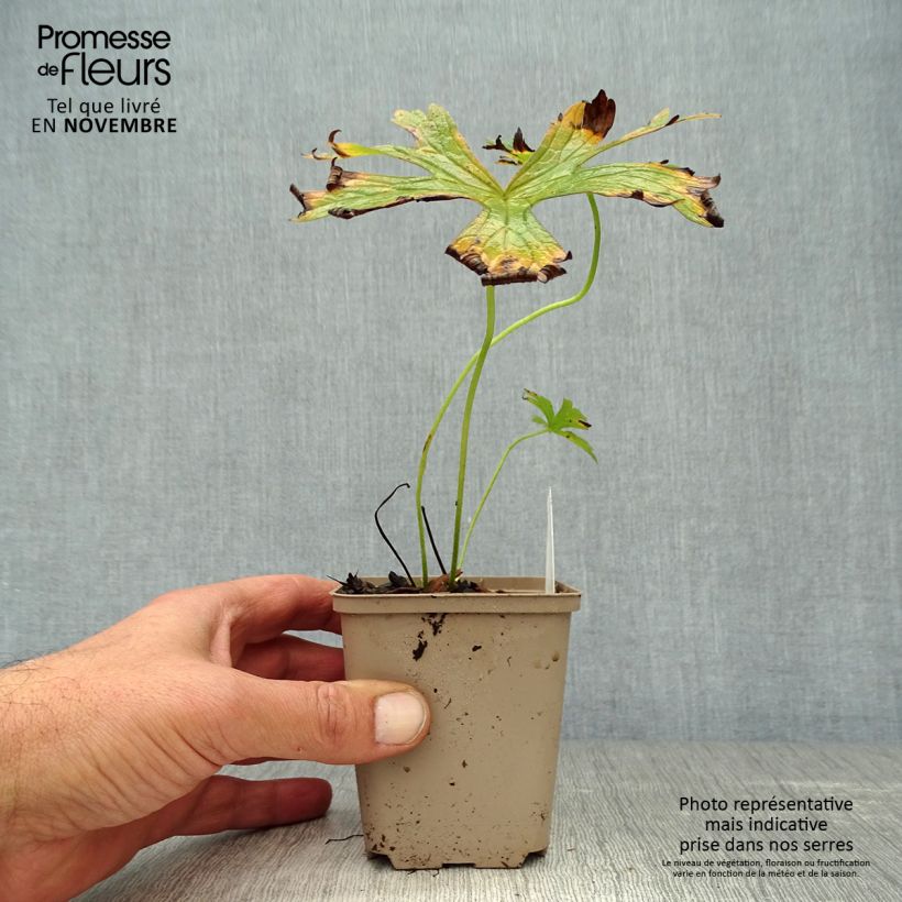 Esimerkki syksyllä toimitetusta Täpläkurjenpolvi - Geranium maculatum var.album 8/9 cm taimiruukku-taimesta