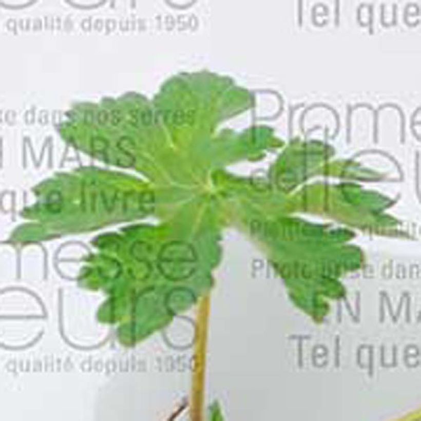 Tarhakurjenpolvi - Geranium x magnificum (Lehvistö)
