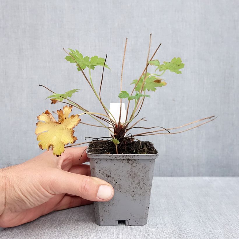 Esimerkki syksyllä toimitetusta Tarhakurjenpolvi - Geranium x magnificum 8/9 cm taimiruukku-taimesta