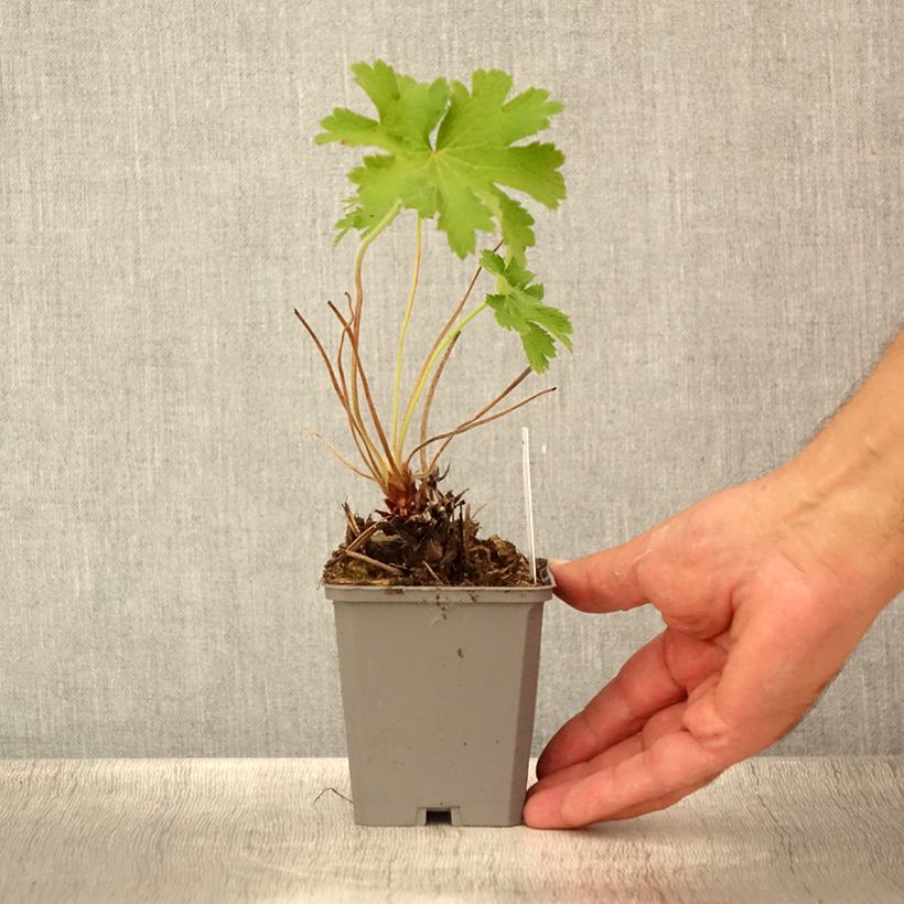 Esimerkki kesällä toimitetusta Tarhakurjenpolvi - Geranium x magnificum Taimiruukku 8/9 cm-taimesta