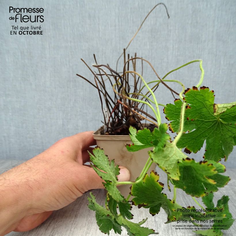 Esimerkki syksyllä toimitetusta Tarhakurjenpolvi Rosemoor 8/9 cm taimiruukku-taimesta