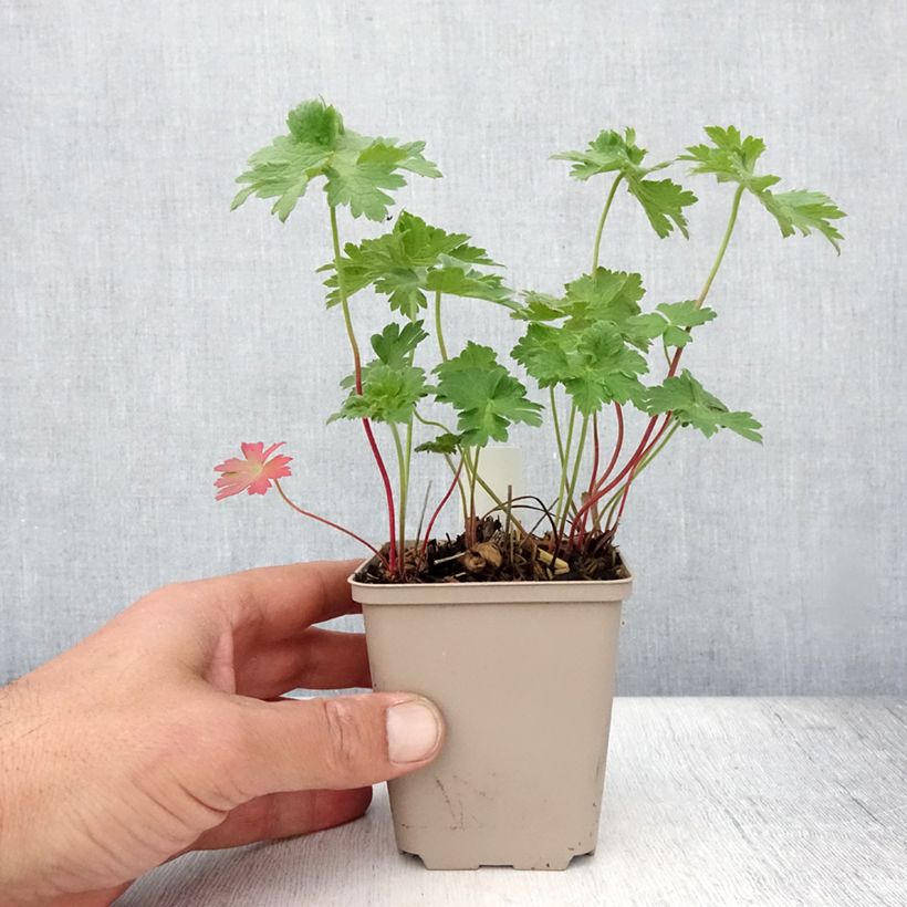 Esimerkki kesällä toimitetusta Tarhakurjenpolvi Rosemoor Taimiruukku 8/9 cm-taimesta