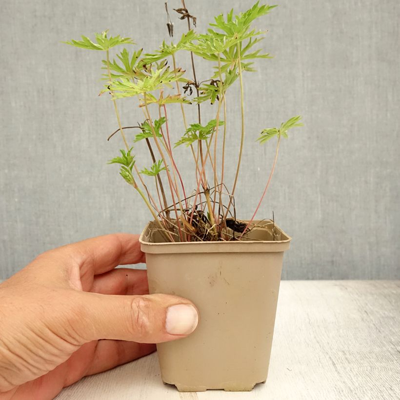 Esimerkki kesällä toimitetusta Kurjenpolvi Nimbus Godet de 8/9 cm-taimesta