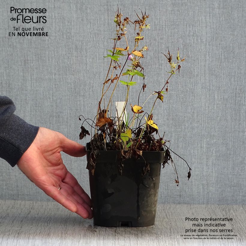 Esimerkki syksyllä toimitetusta Hämykurjenpolvi - Geranium nodosum 2 litran/3 litran ruukku-taimesta
