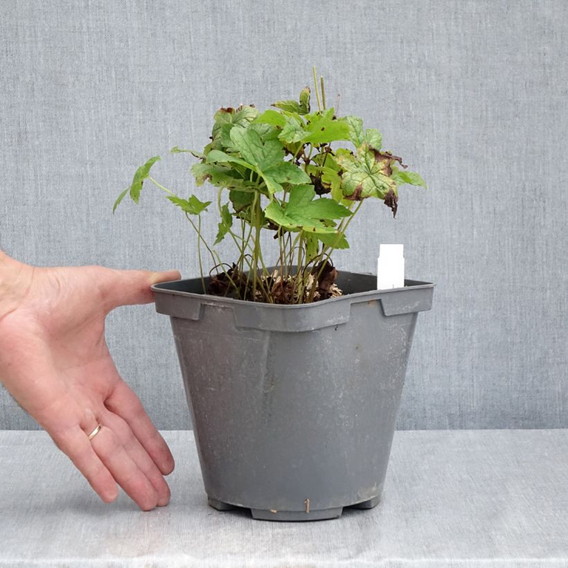 Esimerkki kesällä toimitetusta Hämykurjenpolvi - Geranium nodosum Ruukku 2L / 3L-taimesta