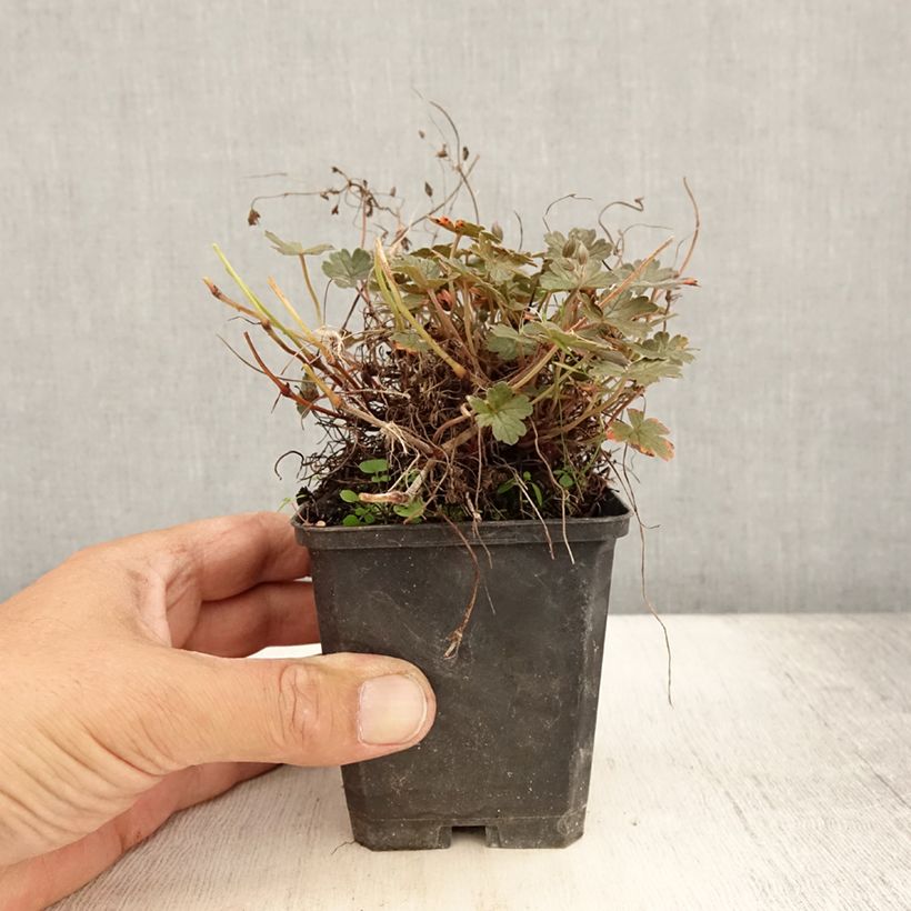 Esimerkki kesällä toimitetusta Rusokurjenpolvi Orkney Cherry Taimiruukku 8/9 cm-taimesta