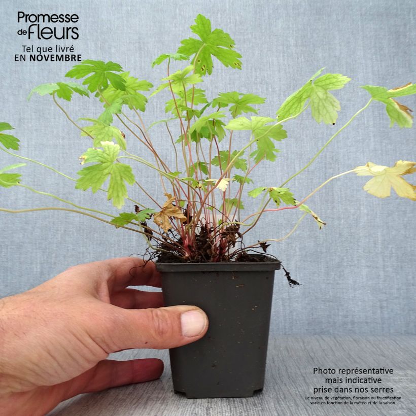 Esimerkki syksyllä toimitetusta Rusokurjenpolvi Ankum's White 8/9 cm taimiruukku-taimesta